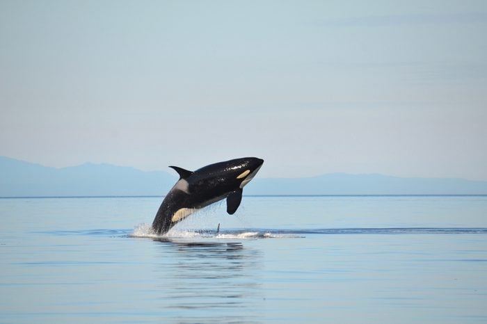 A female Southern Resident Killer Whale breaches in the calm blue waters of the Salish Sea between Washington State and British Columbia, Canada.
