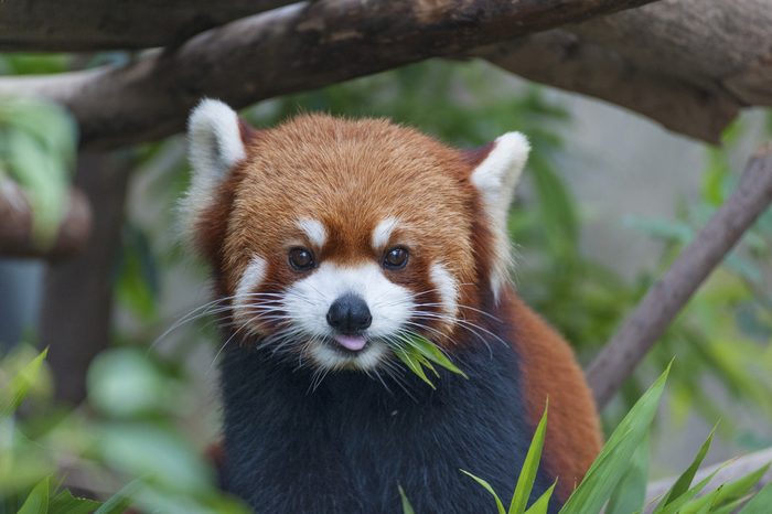 Red Panda, Firefox or Lesser Panda (Ailurus fulgens)