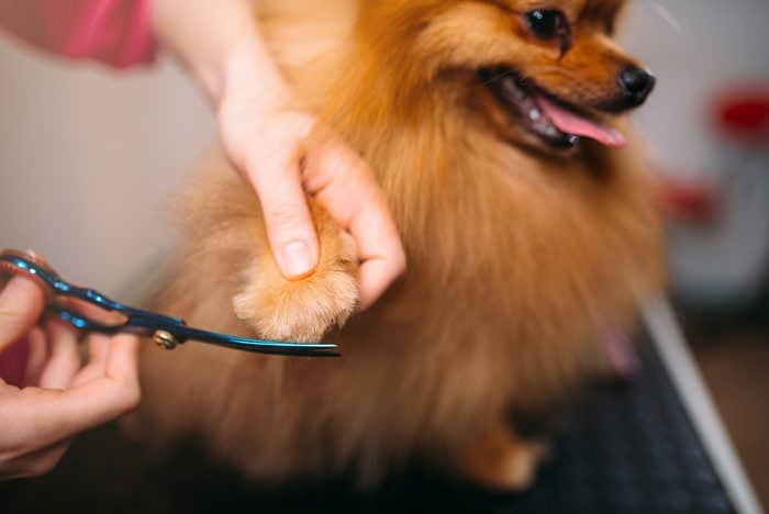 Pet groomer cuts with scissors claws of a dog