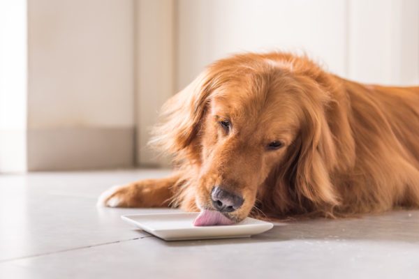 The Food That Could Give Your Dog Heart Disease | Reader's Digest
