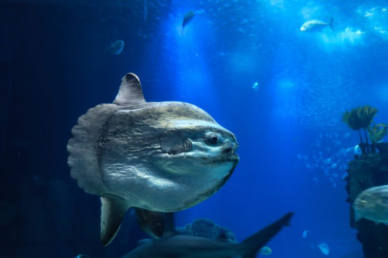 푸른 바다 물에서 sunfish (불가사리) 수영