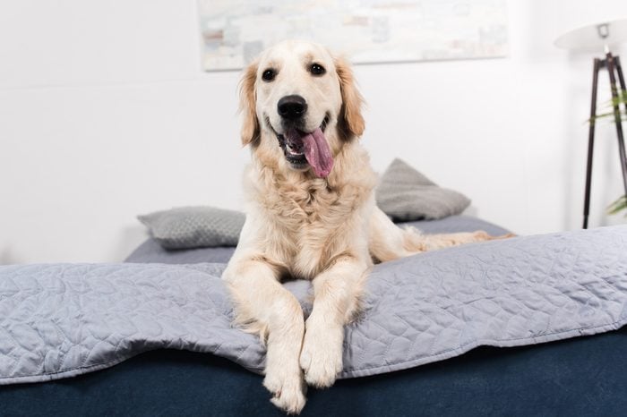 funny golden retriever dog looking at camera while lying on bed at home