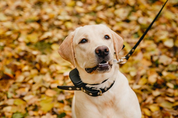 labrador Dog with Electric shock collar on outdoor.
