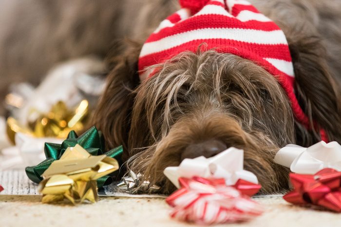 Wirehaired pointing griffon getting ready for Christmas