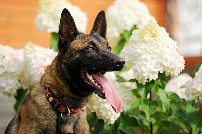 portrait of a malinois dog in flowers