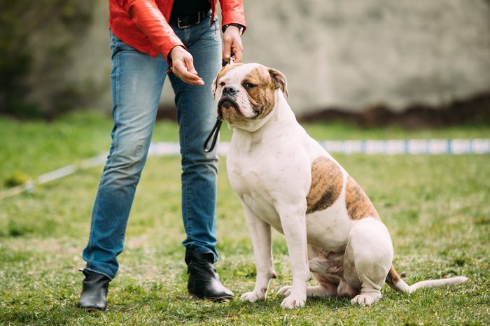 Male Red And White American Bulldog Dog Sitting Near Woman In Green Grass During Training.