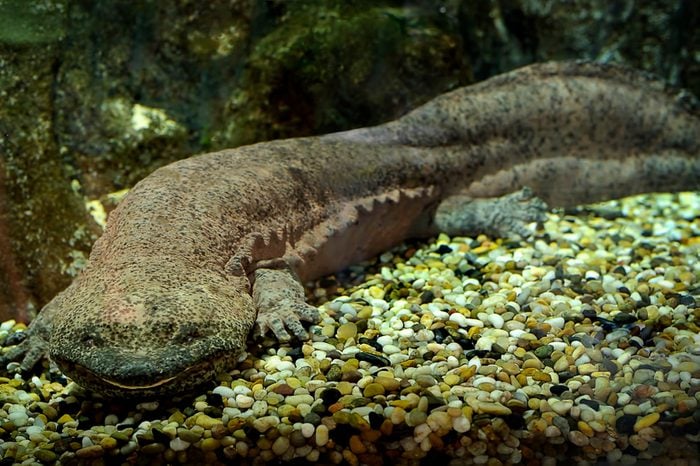 Chinese giant salamander 