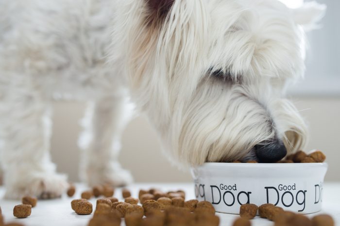 Dog eating dog food