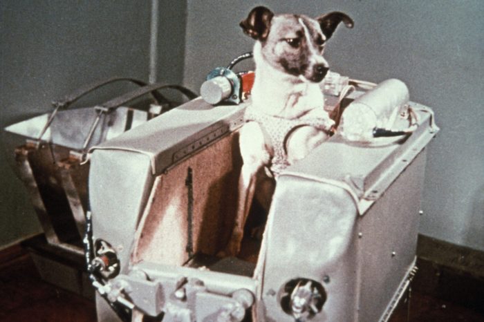 laika the space dog