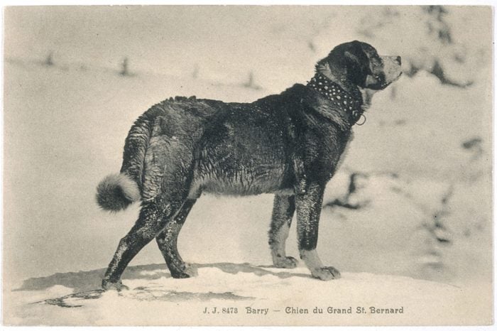 barry st. bernard dog
