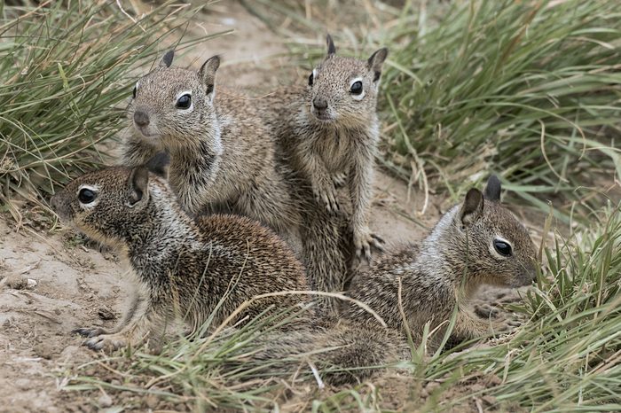 A group of young ground squirrels playing at the local park