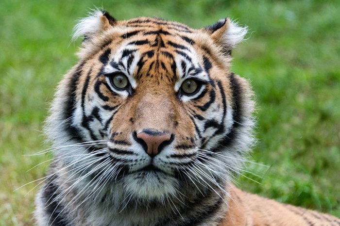 sumatra tiger portrait close up while looking at you on grass background