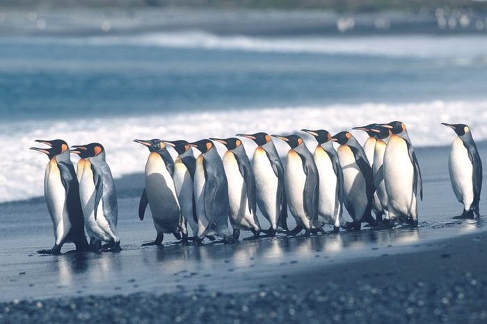 UK, South Georgia Island, colony of King Penguins marching on beach, side view