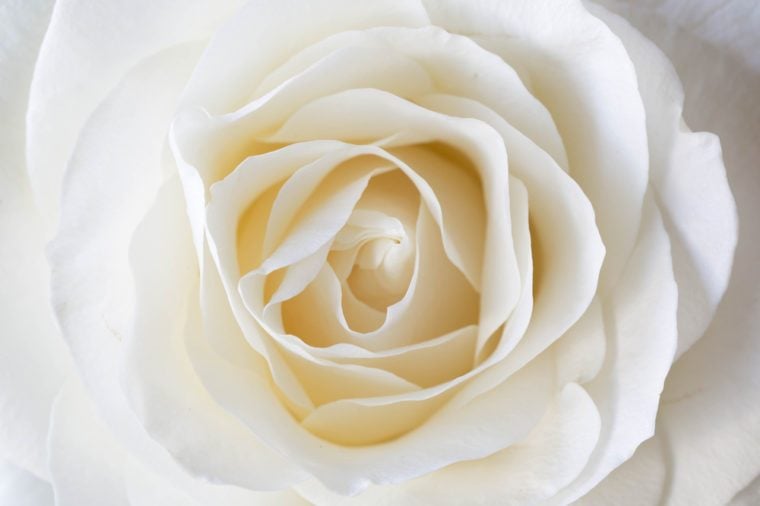 a white rose poem symbolism