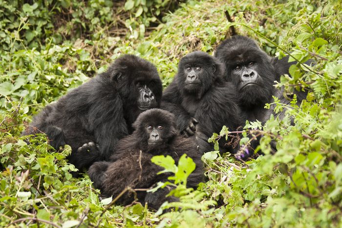 Mountain gorilla, Gorilla beringei beringei, Amahoro group, family group, silverback, female, baby or babies, Volcanoes National Park, Rwanda, East Africa