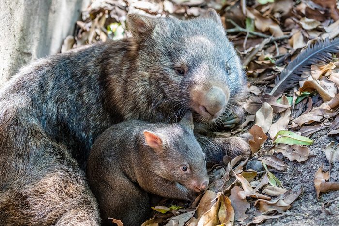 Female wombat with her joey, Queensland, Australia