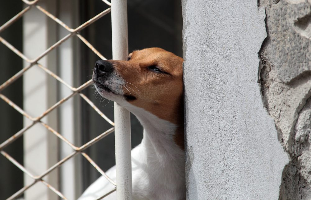 A Jack Russell Terrier dog looks out the barred window of a house.