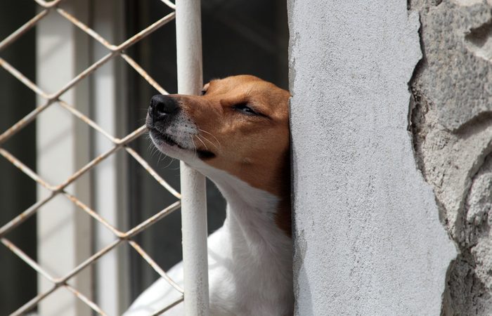 A Jack Russell Terrier dog looks out the barred window of a house.