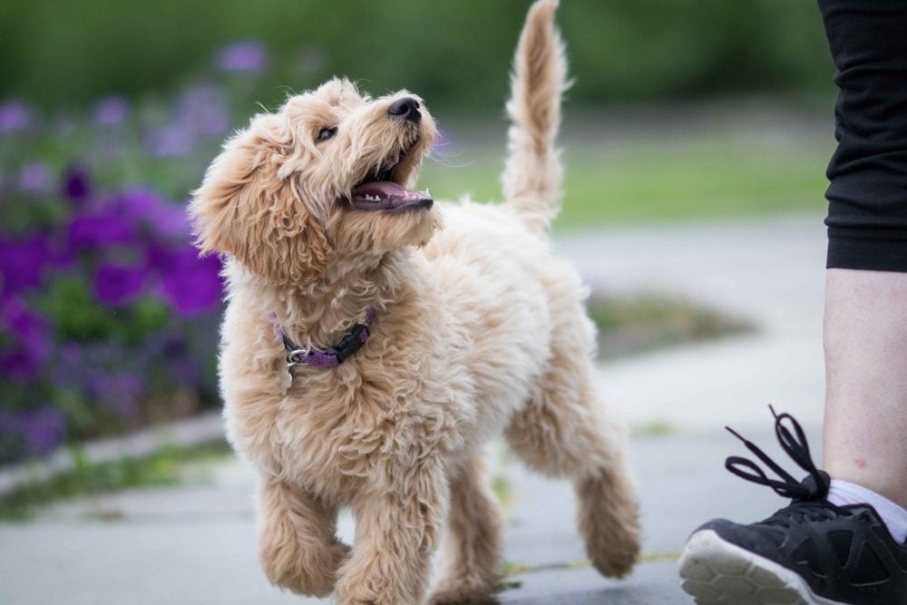 How Smart Is Your Dog? Here's How to Tell