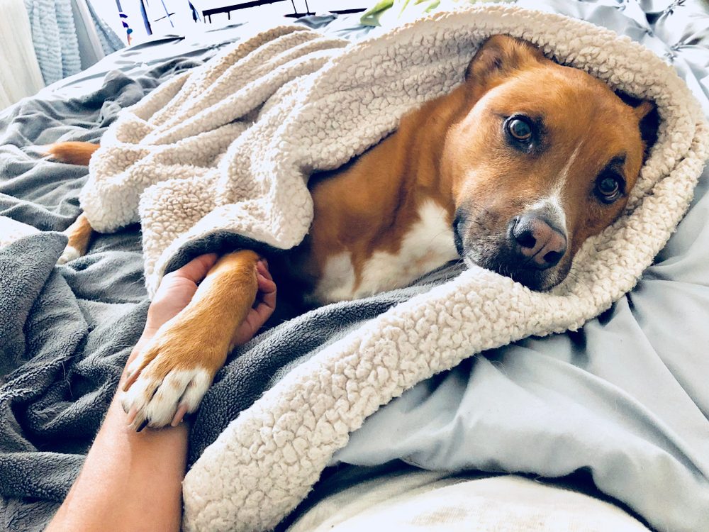 Pit Bull Shepherd Dog Wrapped in Blanket Cozy Nap in Bed Holding Owner's Hand