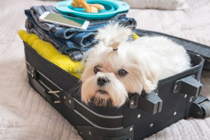 Small dog maltese sitting in the suitcase or bag and waiting for a trip