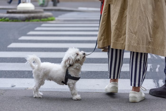 Poodle dog close together to owner walking with leash