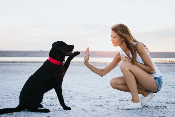 Young female training labrador retriever dog on the beach at sunset