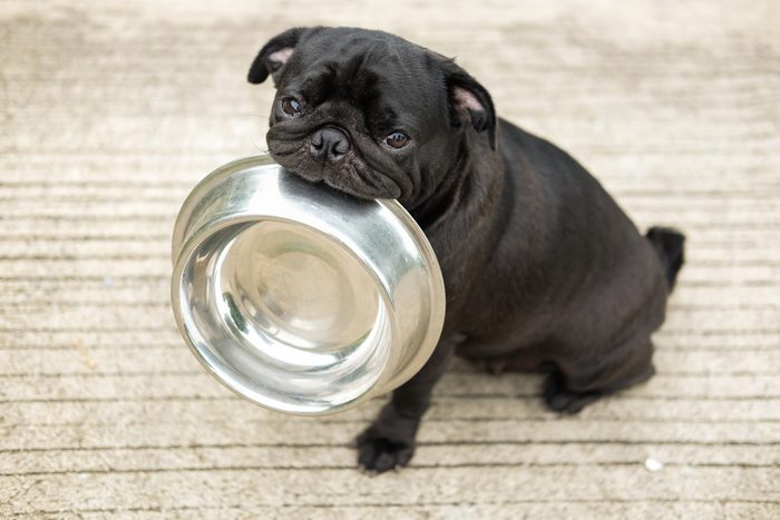 Funny pug dog bite stainless bowl wait to eat dog food on concrete floor.