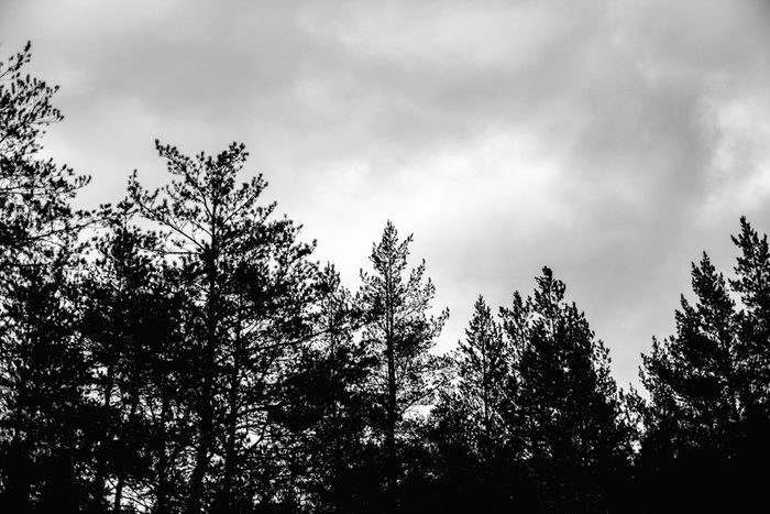 Dark sky with clouds and the tops of pine trees in coniferous forest