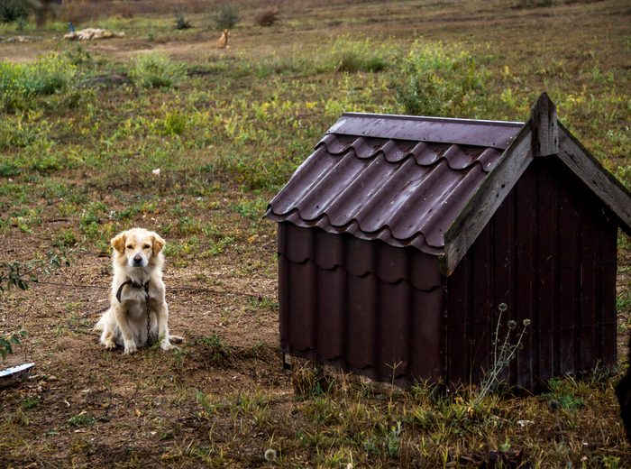 guard dog sit near the doghouse