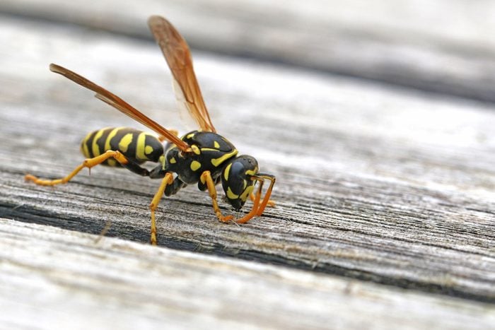Tree wasp, or paper wasp very close up stripping wood from garden furniture to build a nest Latin name dolichovespula sylvestris or polistes gallicus taken in Italy
