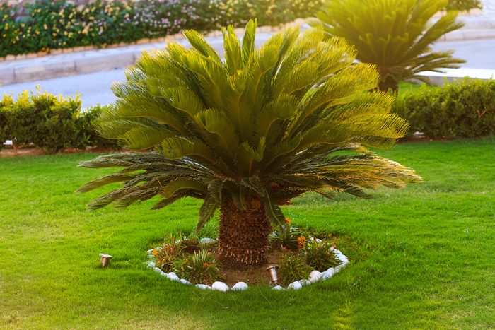 Good looking sago palm trees growing in the backyard