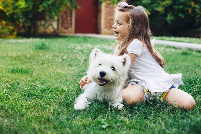 Child playing with English Highland White Terrier dog on grass in the backyard