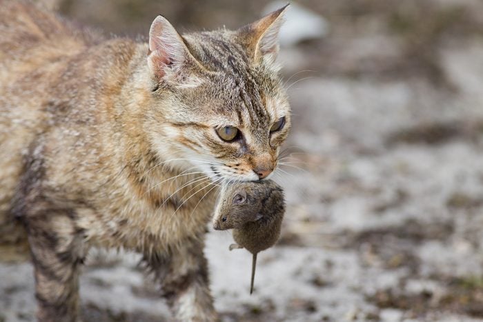 Tabby cat with dangerous look holding prey in teeth