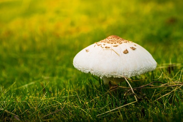 White mushrooms grow on natural green grass.Mushrooms in nature may be toxic.Beautiful white mushroom on green grass.