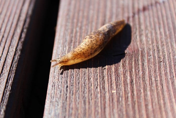 Slug Crawling over Wood with Slime Trail
