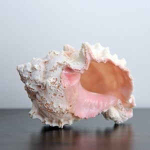 Conch shell isolated on table with blank space