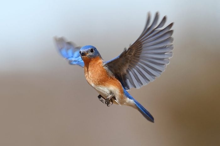 Erkek Doğu Bluebird (Sialia sialis) uçuşta