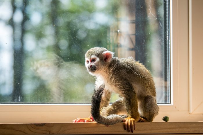 Squirrel monkey home pet (not in wildlife)
