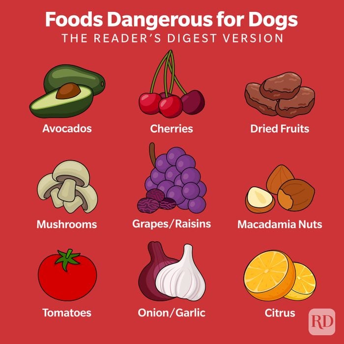 Foods Dangerous For Dogs