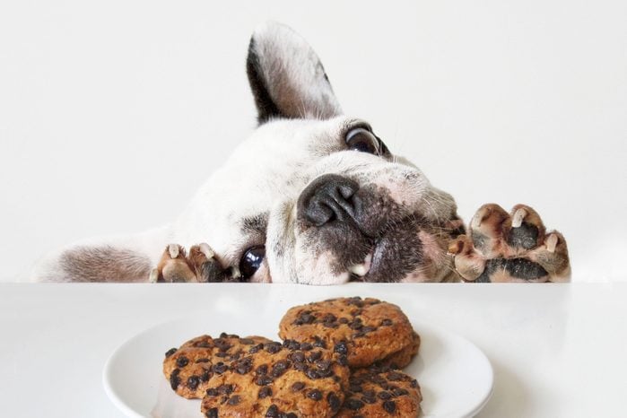 french bulldog trying to get a plate of cookies