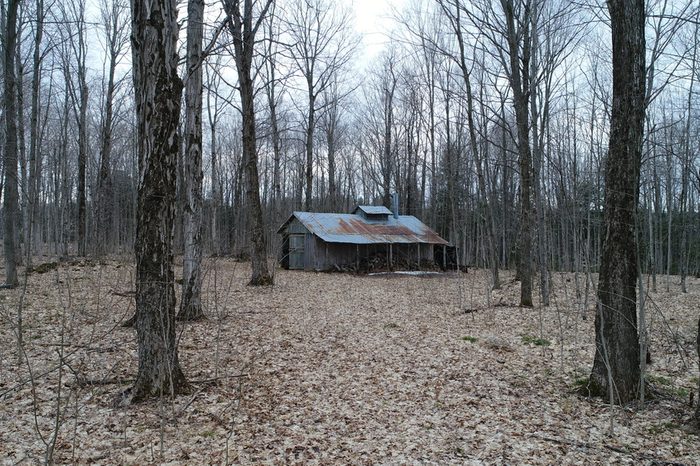Rustic Old Maple Syrup Shack In The Woods In Early Spring