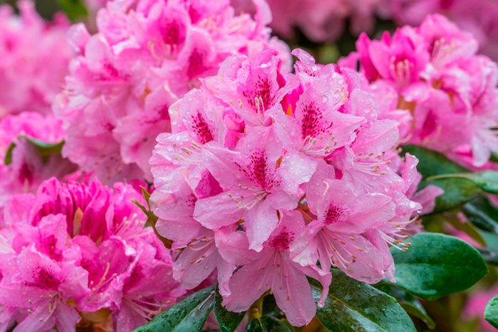 Blooming pink rhododendron on the garden