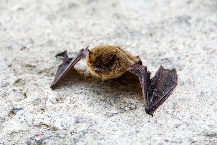 common pipistrelle (Pipistrellus pipistrellus) a small bat with damaged wing on the ground closeup with copy space selected focus narrow depth of field