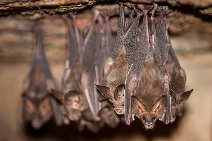 Bats hang from the ceiling of a dark cave in the Mergui Archipelago, Myanmar. This remote area is difficult to get to and is seldom visited by tourists.