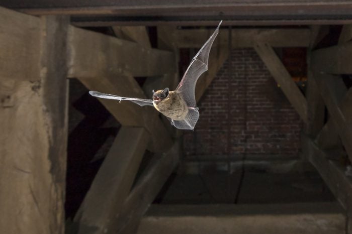 Pipistrelle bat (Pipistrellus pipistrellus) flying in church tower