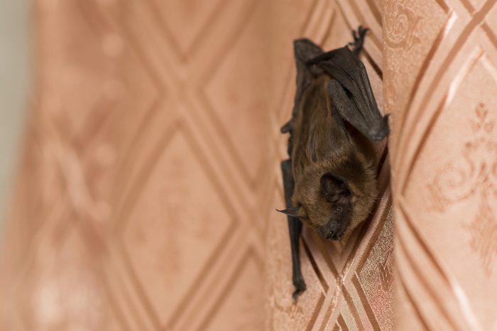 Bat in the apartment