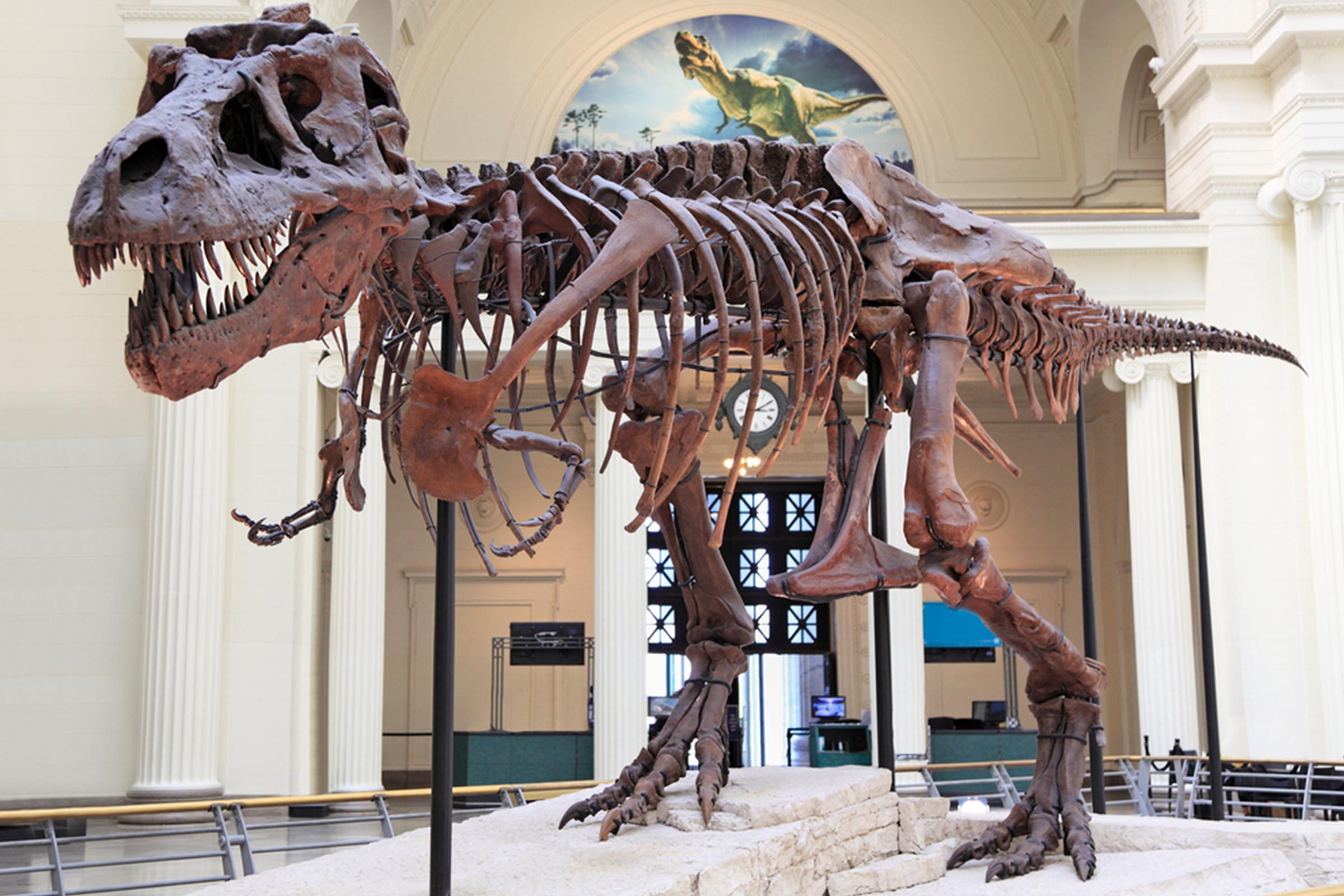 The Best Dinosaur Museums In The World Reader S Digest