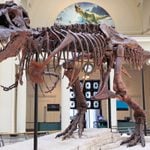 12 of the World’s Best Dinosaur Museums