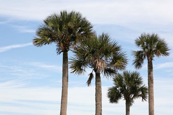 A group of palm trees.